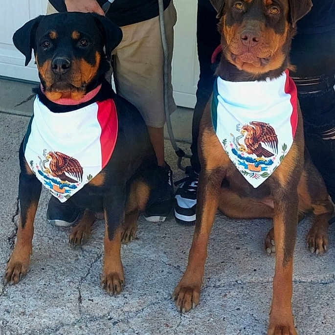 Juliet And Osa joined the competition — help win amazing prizes! accessories, adult, animal, canine, clothing, dog, face, female, footwear, head, hound, male, man, person, pet, photography, shoe, shorts, t_shirt, woman