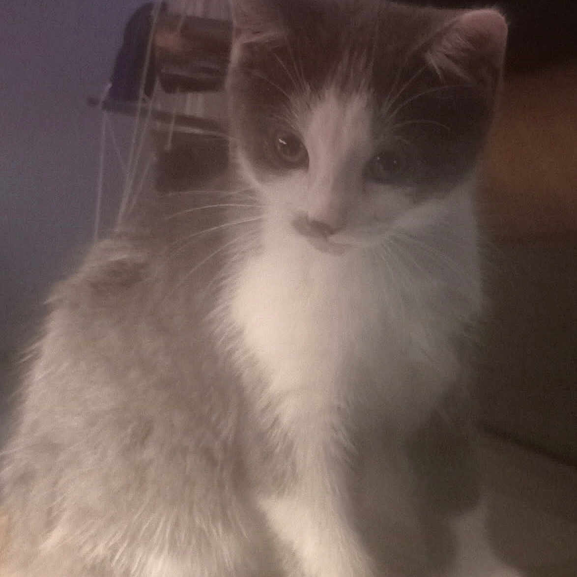 Gizmo joined the competition — help win amazing prizes! adorable, animal, cat, closeup, cute, domestic, ears, feline, fur, gray, indoor, kitten, mammal, pet, portrait, sitting, soft, whiskers, white, young