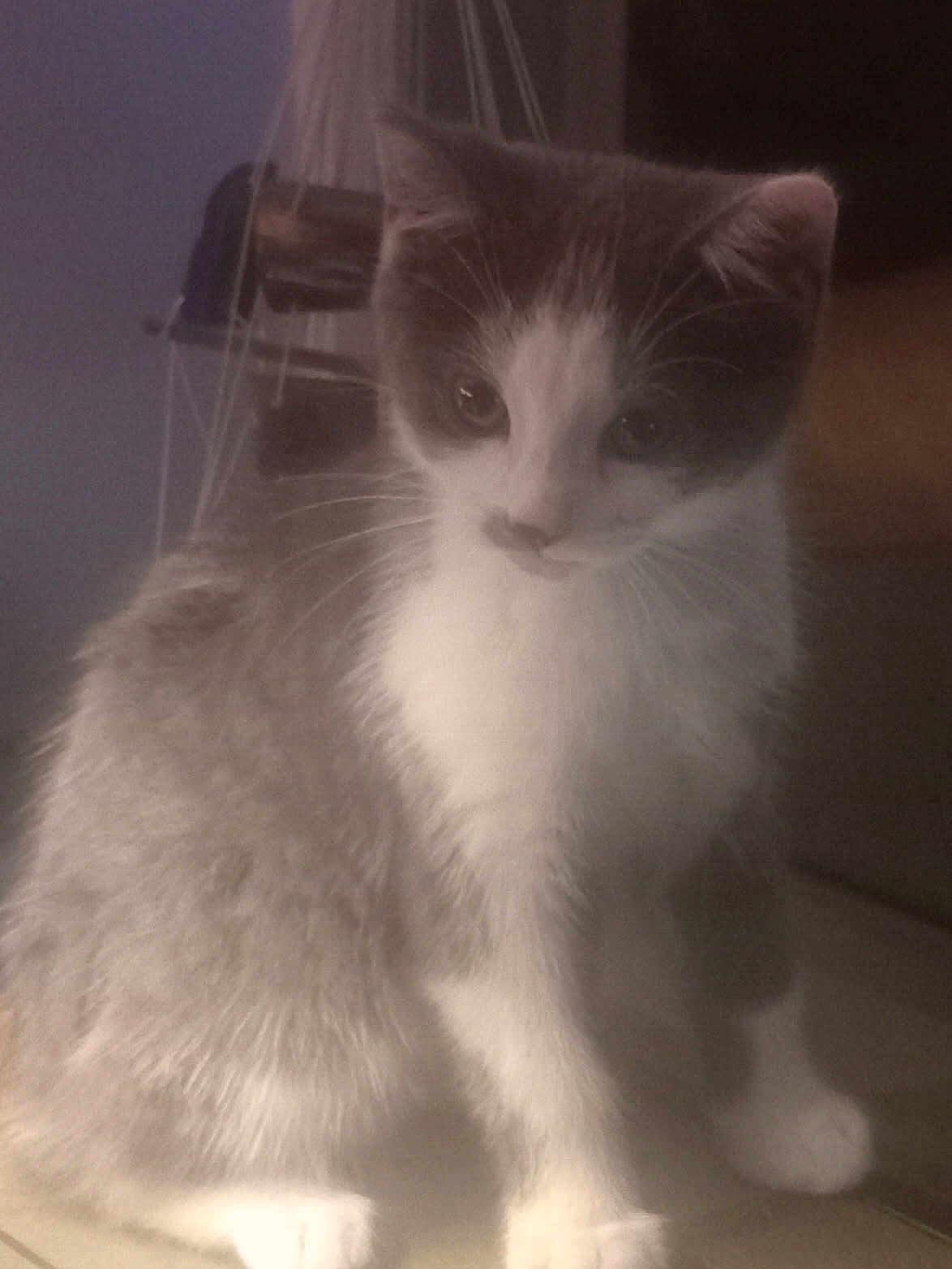 Gizmo