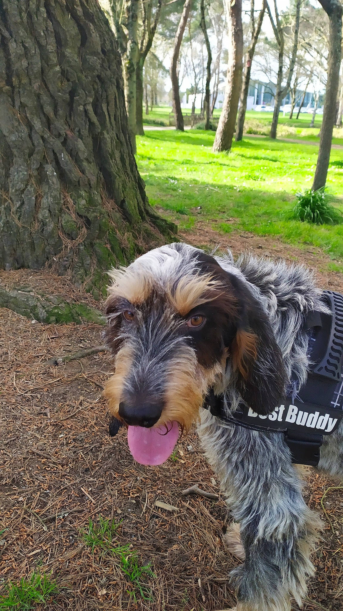 Duff participe au concours pour gagner de l'argent avec cette photo : bosnian_coarse_haired_hound, briquet_griffon_vendeen, canidae, carnivore, dog, dog_breed, german_wirehaired_pointer, grand_basset_griffon_vendeen, mammal, otterhound, petit_basset_griffon_vendeen, spinone_italiano, sporting_group, stichelhaar, terrier, vertebrate, wirehaired_pointing_griffon