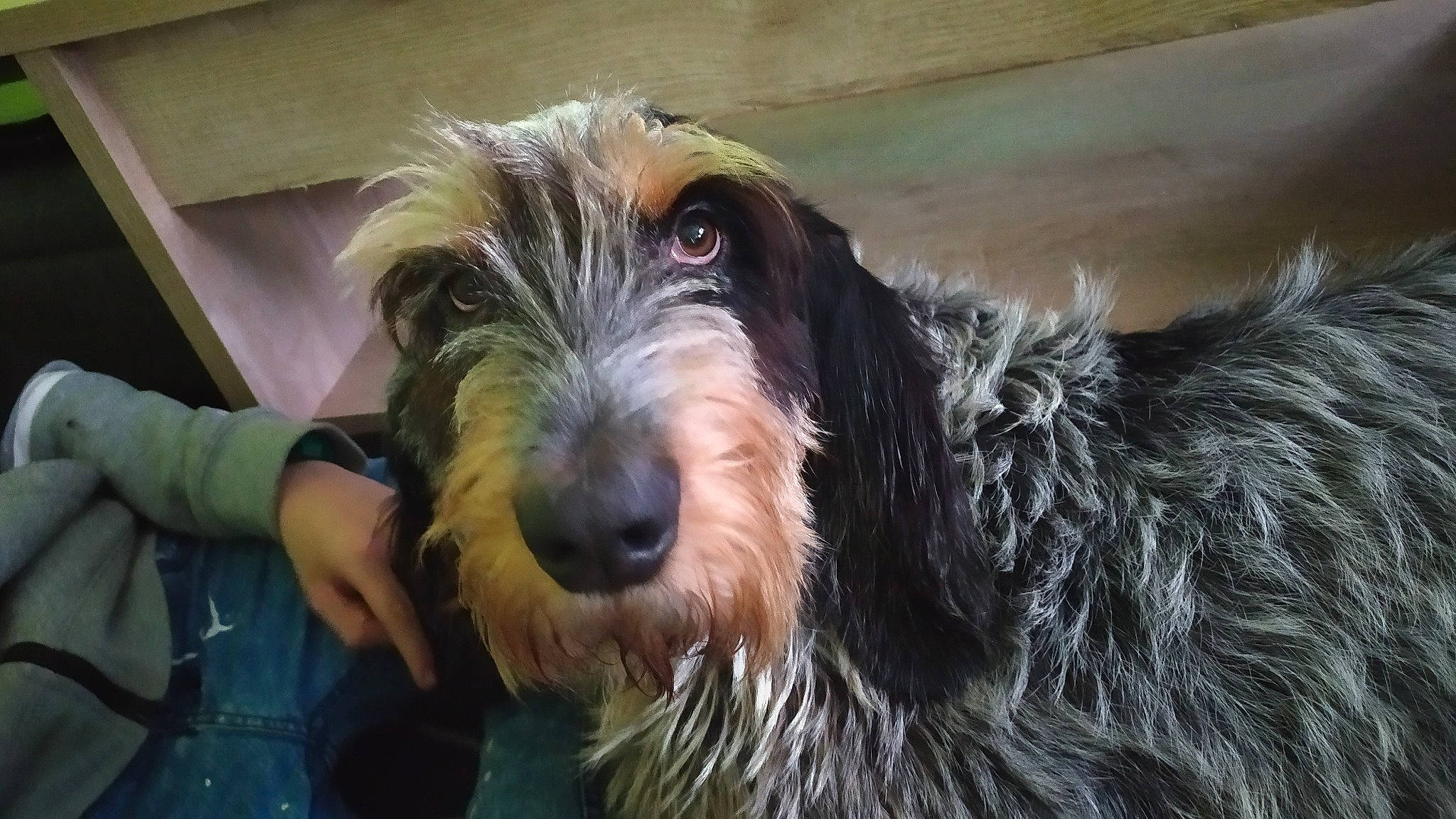 Duff participe au concours pour gagner de l'argent avec cette photo : bosnian_coarse_haired_hound, briquet_griffon_vendeen, canidae, carnivore, dog, dog_breed, grand_basset_griffon_vendeen, mammal, otterhound, rare_breed_dog, snout, spinone_italiano, sporting_group, stichelhaar, terrier, vertebrate, wirehaired_pointing_griffon