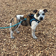 Kimber joined the competition — help win amazing prizes! animal, brown, closeup, curious, daylight, dog, ears, ground, harness, leash, nature, outdoor, pet, playful, puppy, standing, tail, white, wood_chips, young