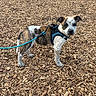 dog, puppy, leash, harness, wood_chips, outdoor, animal, pet, brown, white, curious, standing, playful, young, ears, tail, ground, nature, daylight, closeup