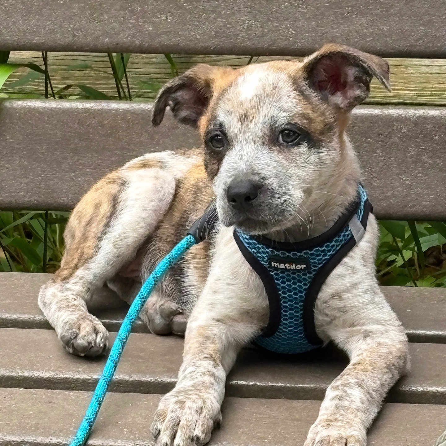 Kimber is registered to the contest to win money with this photo: puppy, dog, bench, leash, harness, outdoor, pet, animal, brown, white, fur, ears, cute, resting, nature, greenery, wood, young, portrait, calm