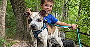 Kimber is registered to the contest to win money with this photo: puppy, dog, child, boy, tree_stump, forest, greenery, leash, harness, outdoor, nature, smiling, happy, curly_hair, trees, wood, playful, young, casual_clothing, footwear