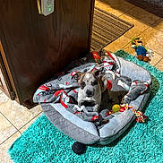 Kimber joined the competition — help win amazing prizes! puppy, dog_bed, blanket, rug, toy, luigi_plush, tile_floor, indoor, pet, cute, small_dog, resting, cozy, brown_and_white, playful, floor_mat, home, animal, comfort, young_dog