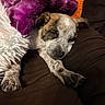 Kimber is registered to the contest to win money with this photo: puppy, dog, blanket, couch, brown, purple, orange, fur, sleepy, pet, cozy, stretching, indoor, cute, animal, paw, resting, soft, comfort, relaxed