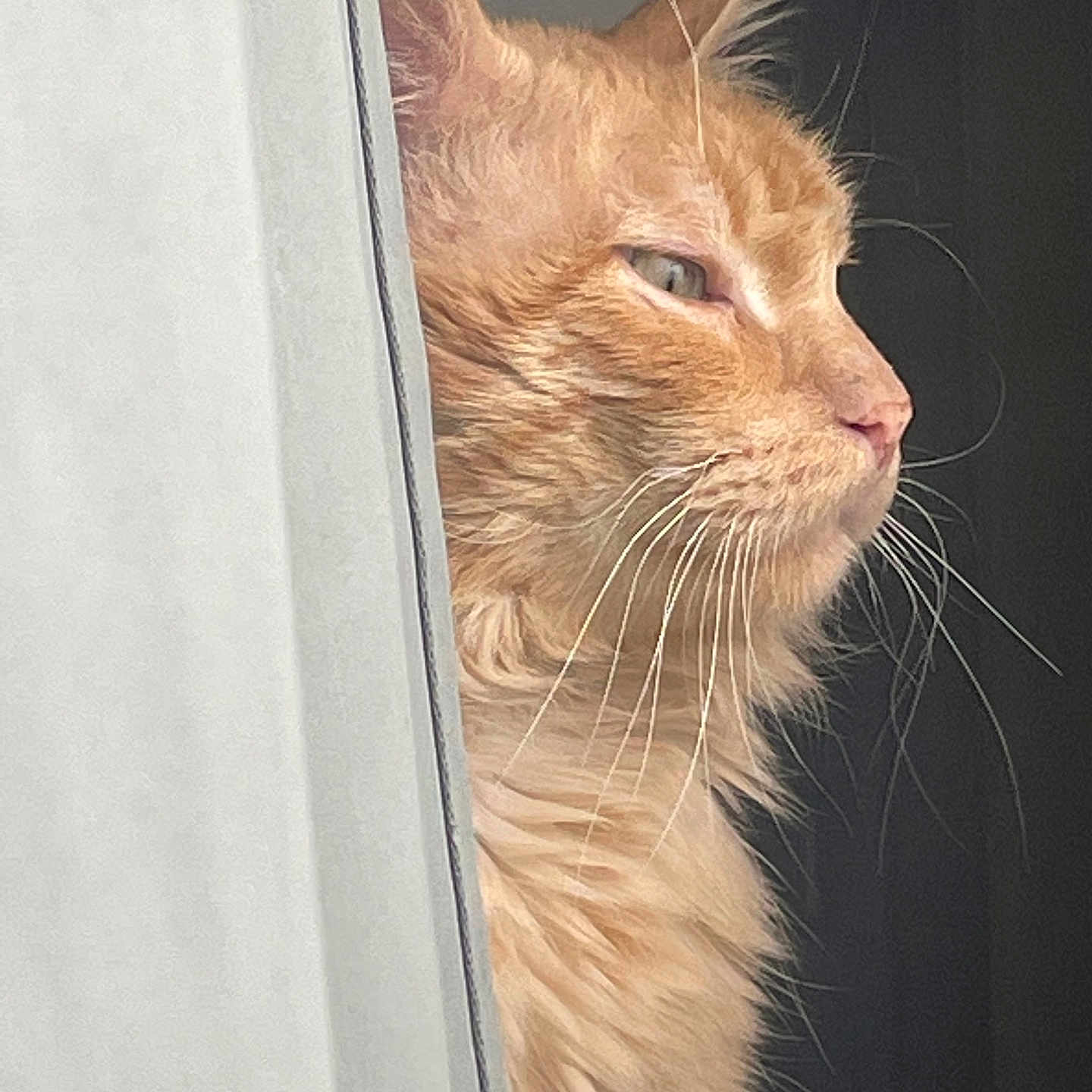Simba a rejoint le concours — aidez-le/la à gagner de superbes lots ! animal, cat, close_up, curtain, domestic_cat, feline, fluffy, fur, indoor, light, looking_out, orange_cat, pet, portrait, profile, shadow, side_view, soft_light, whiskers, window