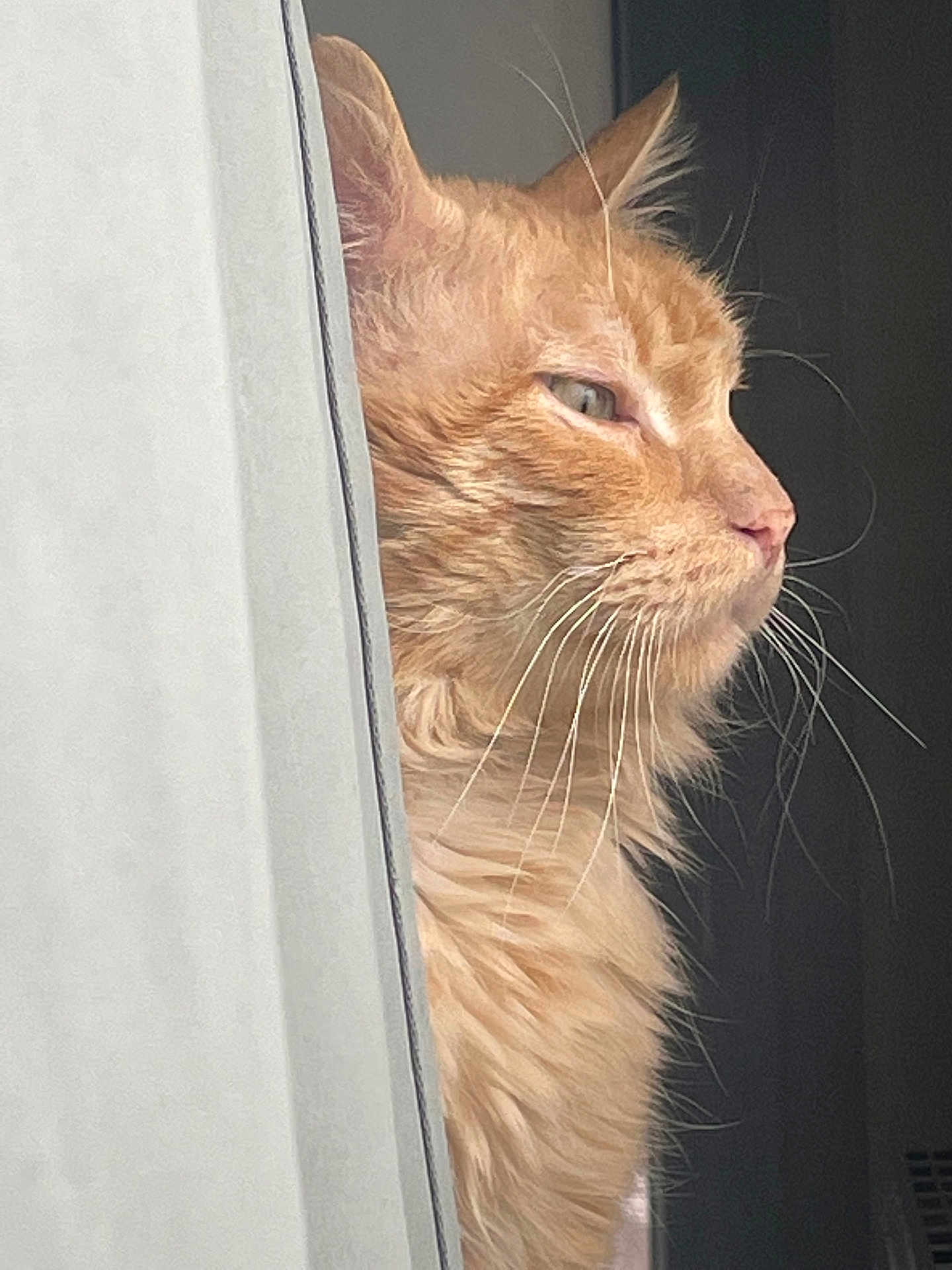Simba a rejoint le concours — aidez-le/la à gagner de superbes lots ! cat, orange_cat, whiskers, fur, curtain, side_view, close_up, pet, animal, indoor, light, shadow, portrait, feline, looking_out, window, soft_light, fluffy, domestic_cat, profile