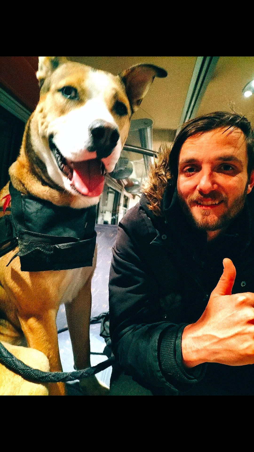 Oscars participe au concours pour gagner de l'argent avec cette photo : carnivore, collar, companion_dog, cool, dog, dog_breed, dog_collar, dog_supply, fawn, fun, gesture, happy, jaw, leash, organ, smile, snout, thumb, whiskers, working_animal