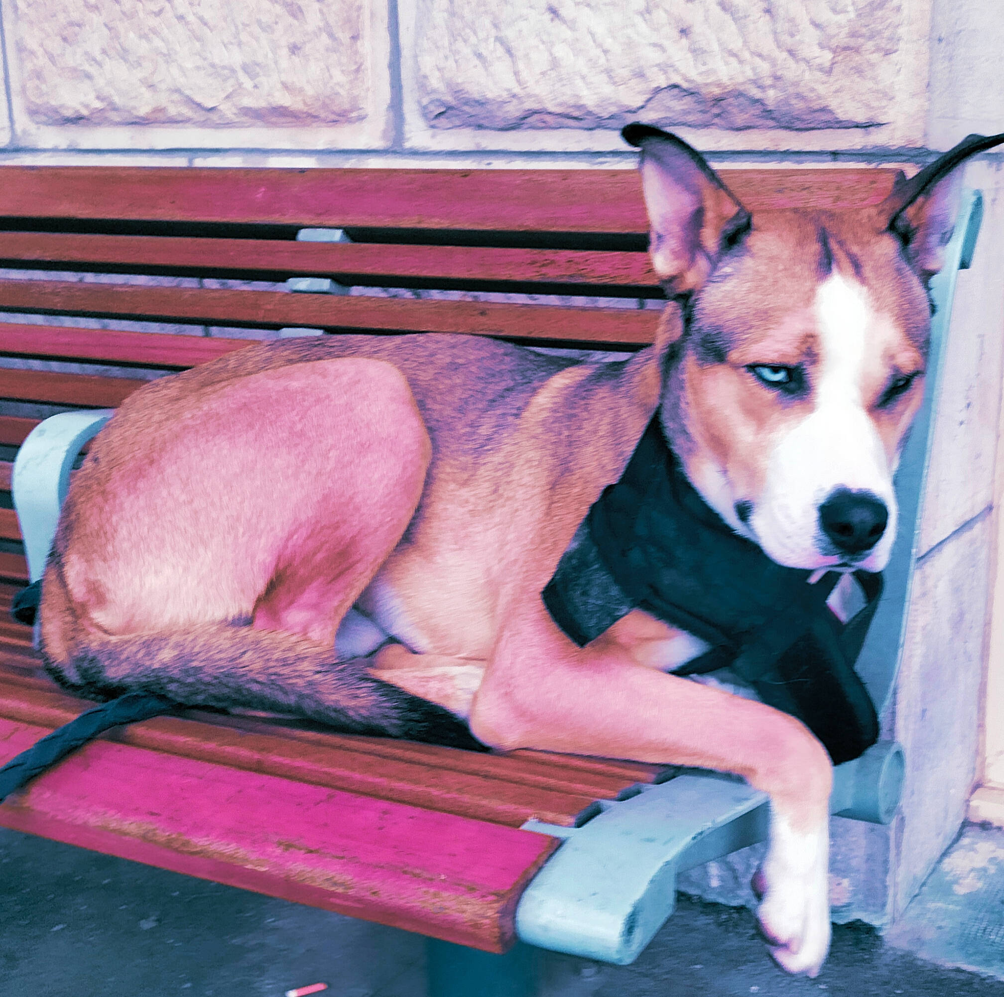 Oscars participe au concours pour gagner de l'argent avec cette photo : ancient_dog_breeds, canidae, carnivore, companion_dog, dog, dog_breed, dog_supply, fawn, human_leg, non_sporting_group, paw, sitting, snout, sporting_group, tail, terrestrial_animal, thigh, wood, working_animal, working_dog