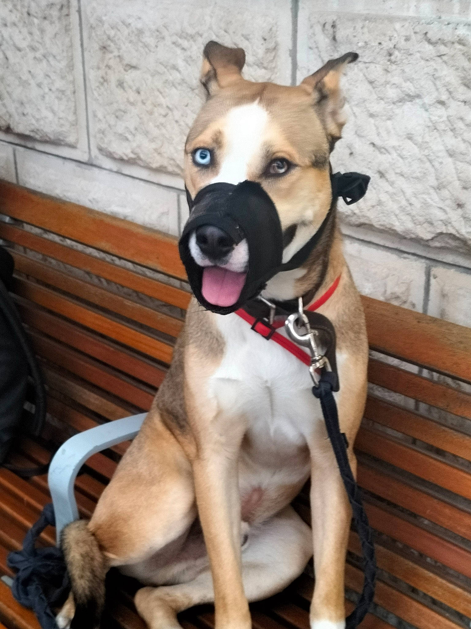 Oscars a rejoint le concours — aidez-le/la à gagner de superbes lots ! ancient_dog_breeds, carnivore, collar, companion_dog, dog, dog_breed, dog_collar, fawn, giant_dog_breed, guard_dog, leash, paw, pet_supply, street_dog, tail, whiskers, window, wood, working_animal, working_dog