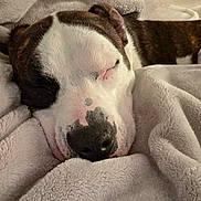 Benny joined the competition — help win amazing prizes! dog, sleeping, blanket, cozy, resting, closeup, pet, fur, snuggled, comfort, indoors, brown, white, animal, cute, peaceful, nap, soft, relaxed, portrait