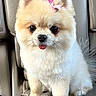 dog, pomeranian, puppy, pet, bow, cute, fluffy, tongue_out, car_seat, leather, small_dog, animal, adorable, indoor, sitting, face, fur, mammal, companion, domestic_animal