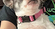 Matilda joined the competition — help win amazing prizes! animal, black_shirt, close_up, collar, companion, curious, cute, dog, domestic, expression, face, fur, green_text, indoor, person, pet, pink, small_dog, whiskers, zigzag_pattern