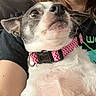 dog, pet, close_up, collar, pink, zigzag_pattern, fur, indoor, person, black_shirt, green_text, curious, expression, animal, companion, cute, small_dog, face, whiskers, domestic