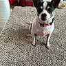 Matilda joined the competition — help win amazing prizes! animal, attention, black_and_white, carpet, chihuahua, collar, curious, cute, dog, domestic, ears, floor, fur, home, indoor, looking, mammal, pet, sitting, small_dog