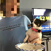 Matilda joined the competition — help win amazing prizes! advertisement, black_and_white_dog, blue_tshirt, cabinet, casual, companion, crumbs, dog, furniture, hand, holding, indoor, living_room, paper_plate, person, pet, pink_collar, small_dog, television, treat
