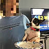 dog, small_dog, black_and_white_dog, pink_collar, person, blue_tshirt, holding, paper_plate, treat, television, advertisement, indoor, cabinet, crumbs, hand, furniture, living_room, casual, pet, companion