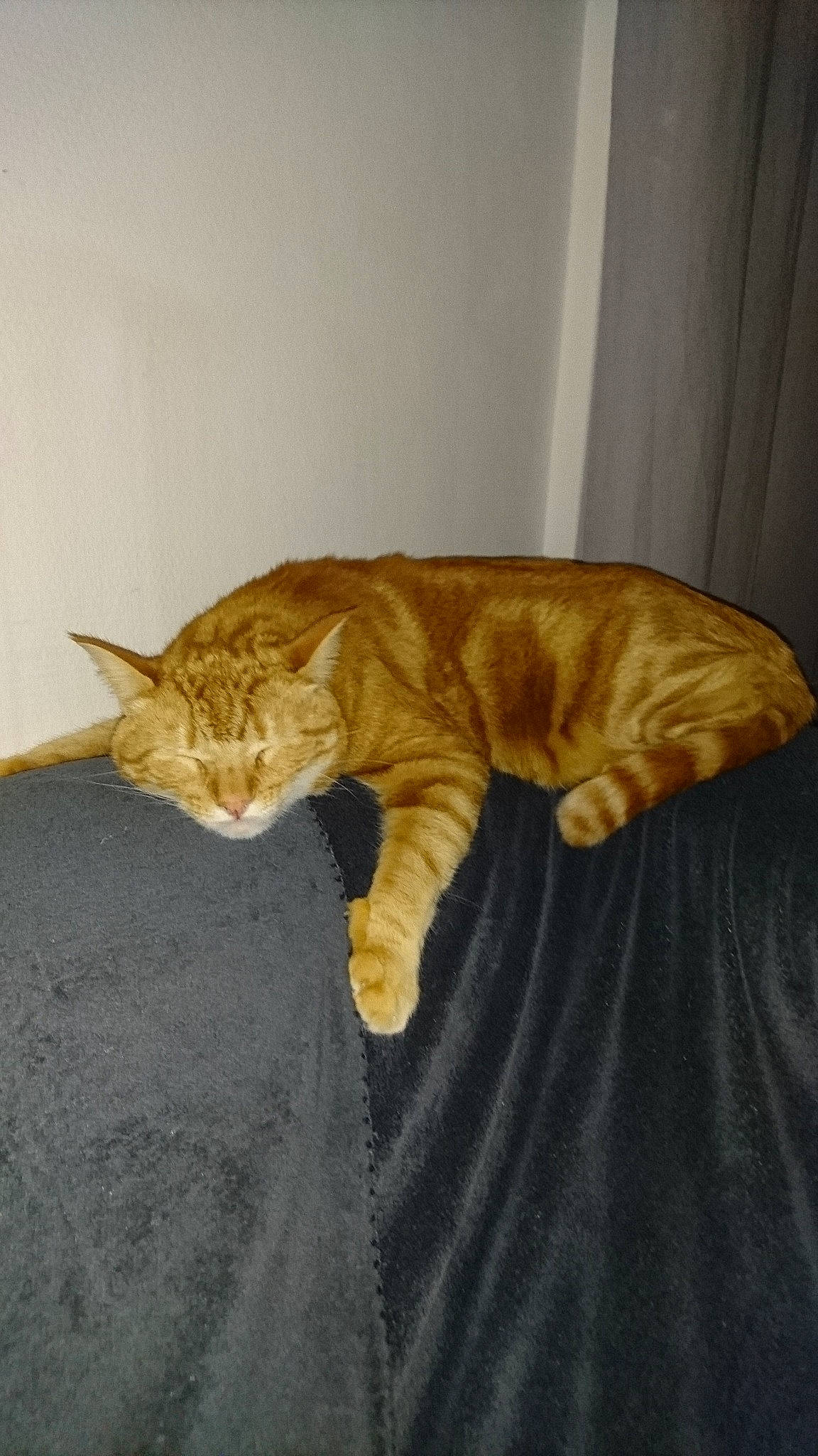 Prince a rejoint le concours — aidez-le/la à gagner de superbes lots ! carnivore, cat, domestic_short_haired_cat, european_shorthair, fawn, felidae, fur, sleep, small_to_medium_sized_cats, tabby_cat, tail, whiskers