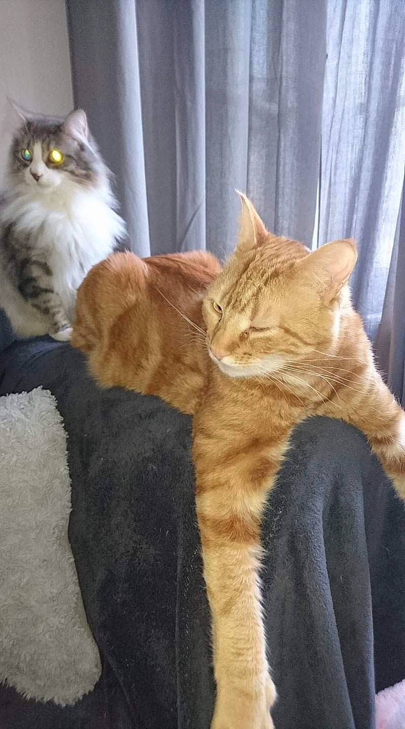 Prince participe au concours pour gagner de l'argent avec cette photo : asian, asian_semi_longhair, british_semi_longhair, carnivore, cat, domestic_long_haired_cat, european_shorthair, fawn, felidae, fur, german_rex, mammal, norwegian_forest_cat, persian, polydactyl_cat, small_to_medium_sized_cats, tabby_cat, tail, vertebrate, whiskers