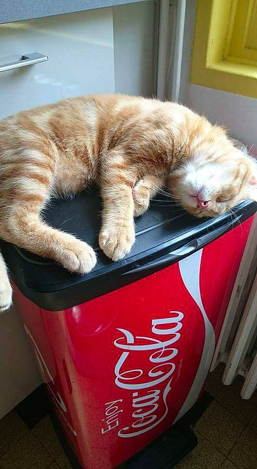 Prince participe au concours pour gagner de l'argent avec cette photo : carnivore, cat, cat_food, cat_supply, domestic_short_haired_cat, european_shorthair, felidae, kitten, litter_box, scottish_fold, small_to_medium_sized_cats, tabby_cat, tail, whiskers