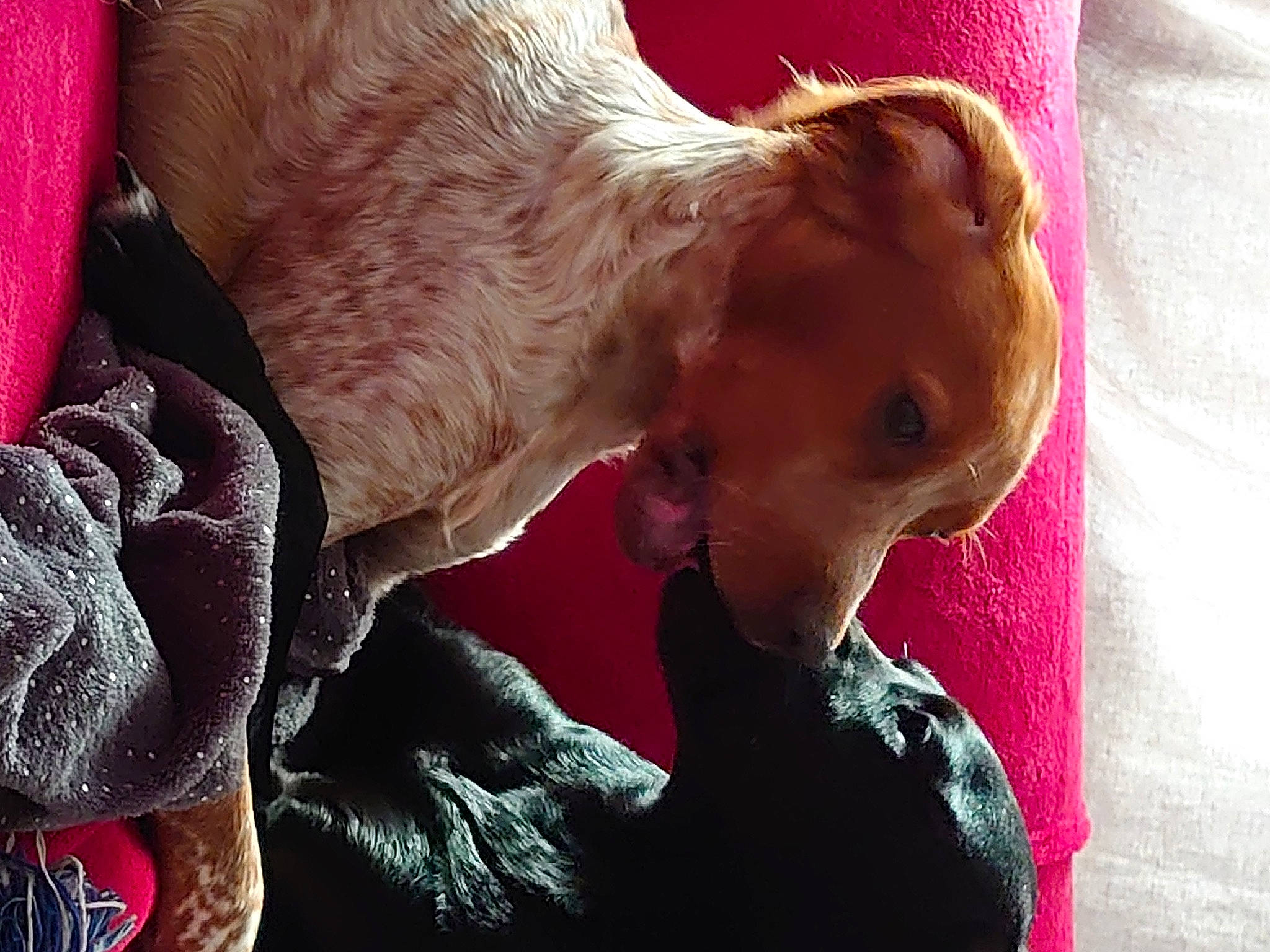 Scooby participe au concours pour gagner de l'argent avec cette photo : bovine, carnivore, collar, companion_dog, dog, dog_breed, ear, fawn, fur, goat, goats, jacket, jaw, liver, livestock, snout, sporting_group, whiskers, working_animal, wrinkle