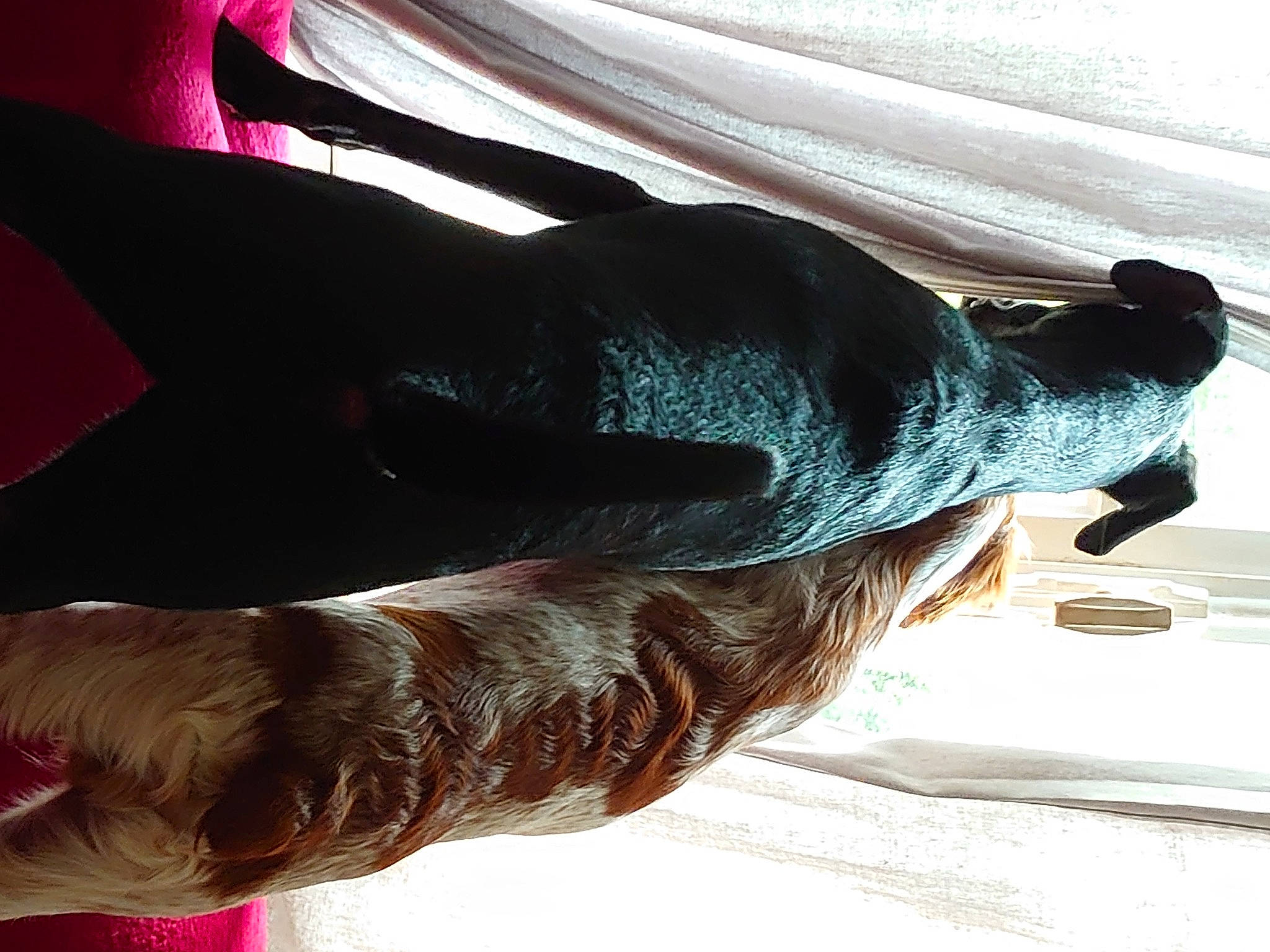 Scooby participe au concours pour gagner de l'argent avec cette photo : canidae, carnivore, comfort, companion_dog, dog, dog_breed, elbow, fashion_accessory, fawn, flooring, fur, hair_coloring, human_leg, liver, snout, sporting_group, sunglasses, tail, tints_and_shades, tree