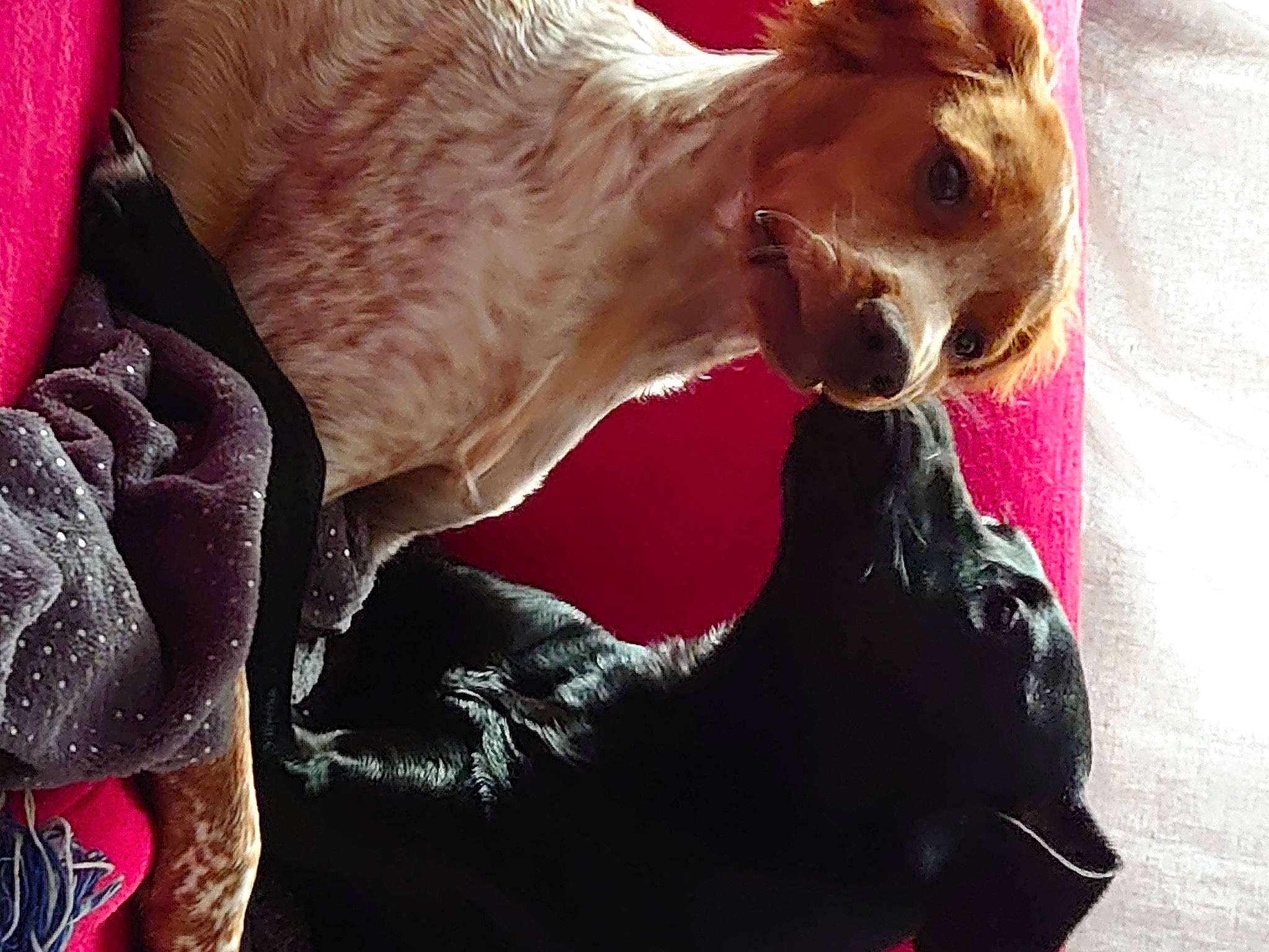 Scooby a rejoint le concours — aidez-le/la à gagner de superbes lots ! carnivore, collar, companion_dog, dog_breed, ear, event, eyelash, fawn, felidae, goats, human_body, jaw, liver, livestock, pink, snout, sporting_group, terrestrial_animal, whiskers, working_animal