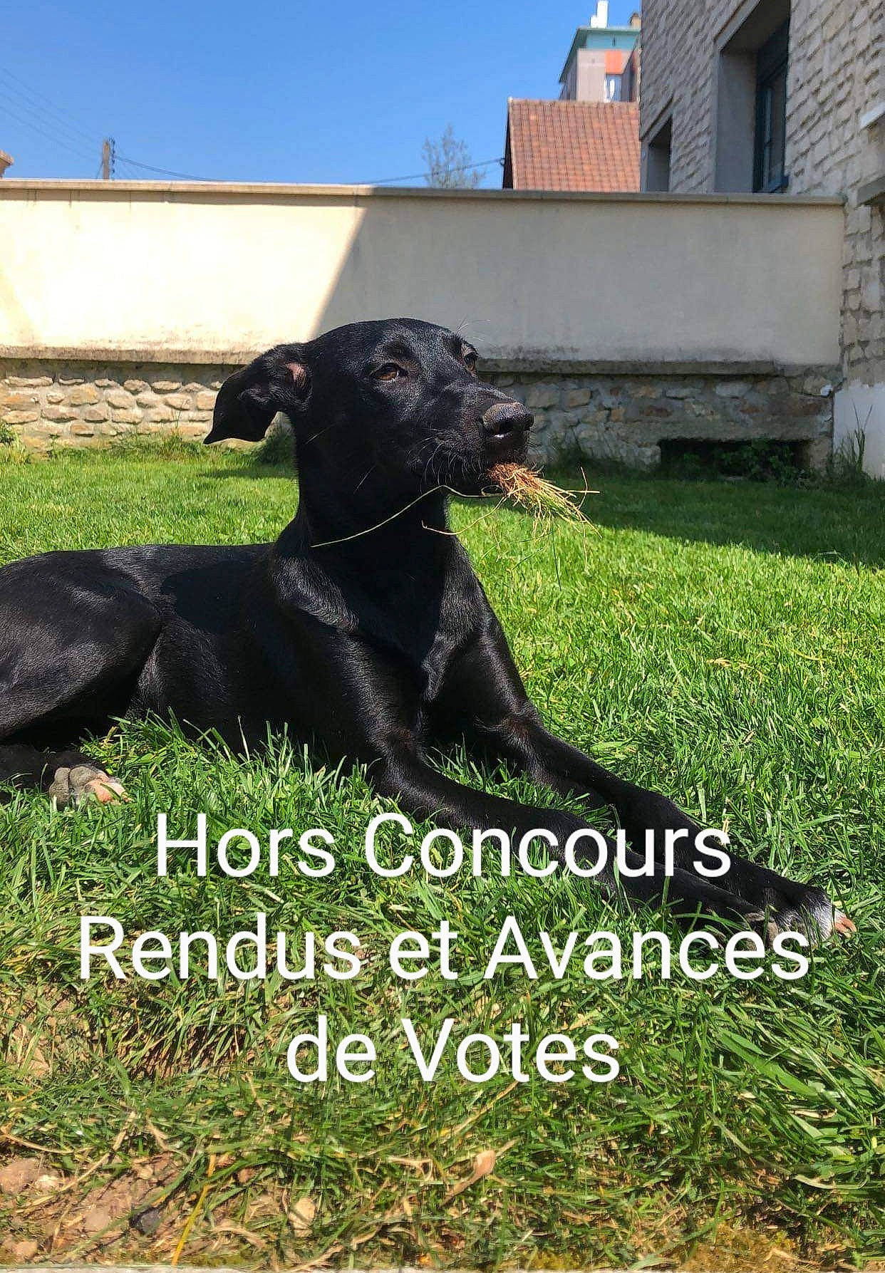 Only a rejoint le concours — aidez-le/la à gagner de superbes lots ! canidae, carnivore, collar, companion_dog, dog, dog_breed, dog_collar, font, grass, groundcover, lawn, photo_caption, plant, sky, snout, sporting_group, tail, terrestrial_animal, window, working_animal