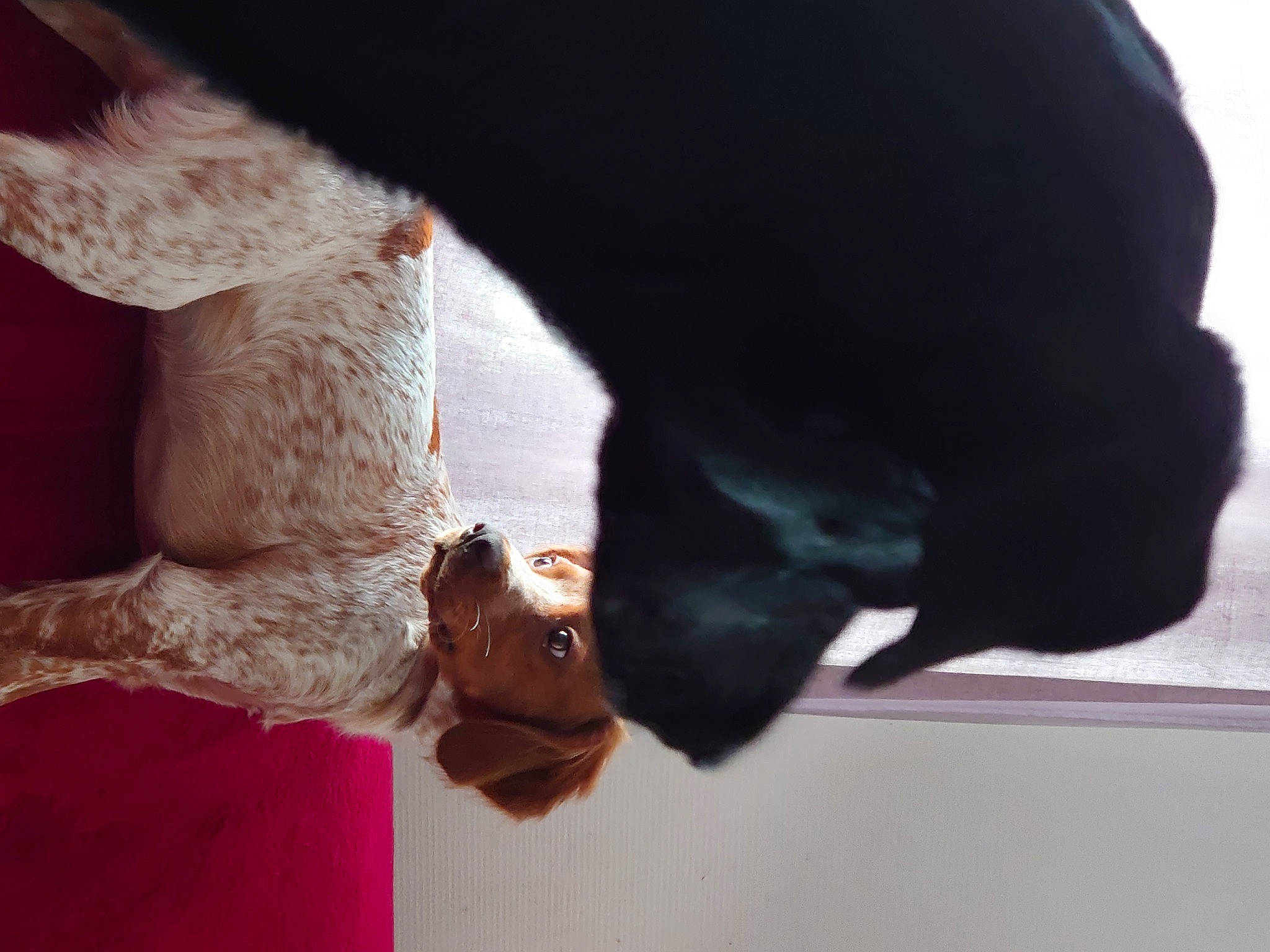 Only a rejoint le concours — aidez-le/la à gagner de superbes lots ! carnivore, companion_dog, dog, dog_breed, elbow, eye, fawn, felidae, gesture, human_leg, jaw, leg, mammal, nose, organism, plant, snout, sunglasses, tail, whiskers