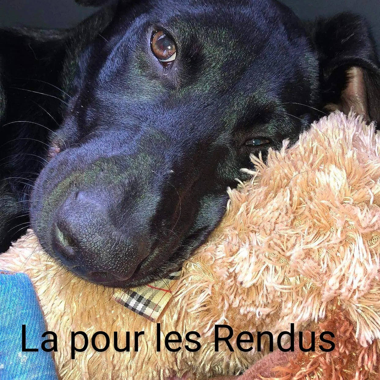 Only participe au concours pour gagner de l'argent avec cette photo : borador, canidae, carnivore, companion_dog, dog, dog_breed, fur, gun_dog, liver, natural_material, pet_supply, snout, sporting_group, terrestrial_animal, whiskers, working_animal