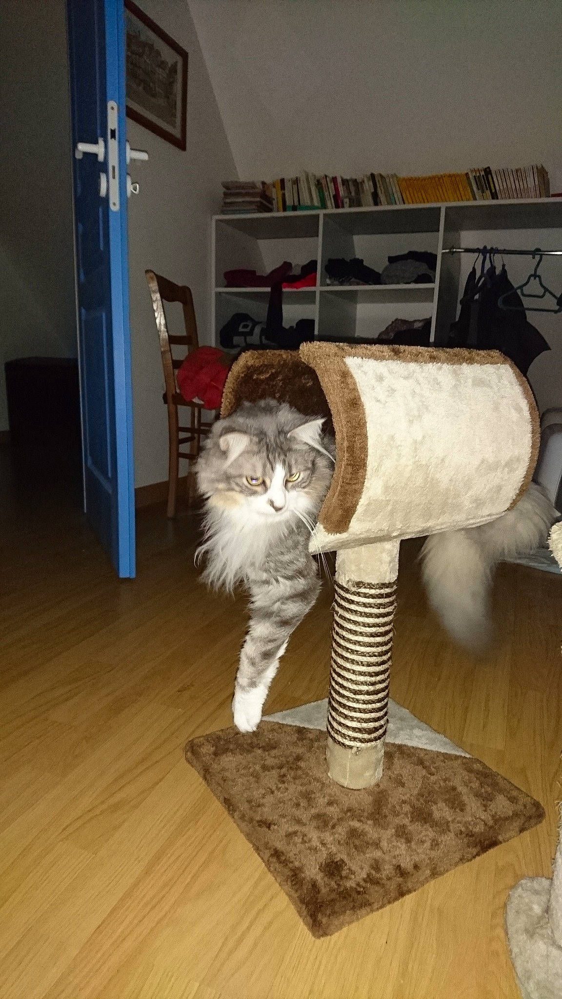 Soda a rejoint le concours — aidez-le/la à gagner de superbes lots ! cardboard, carnivore, cat, domestic_short_haired_cat, european_shorthair, felidae, fur, kitten, norwegian_forest_cat, small_to_medium_sized_cats, whiskers