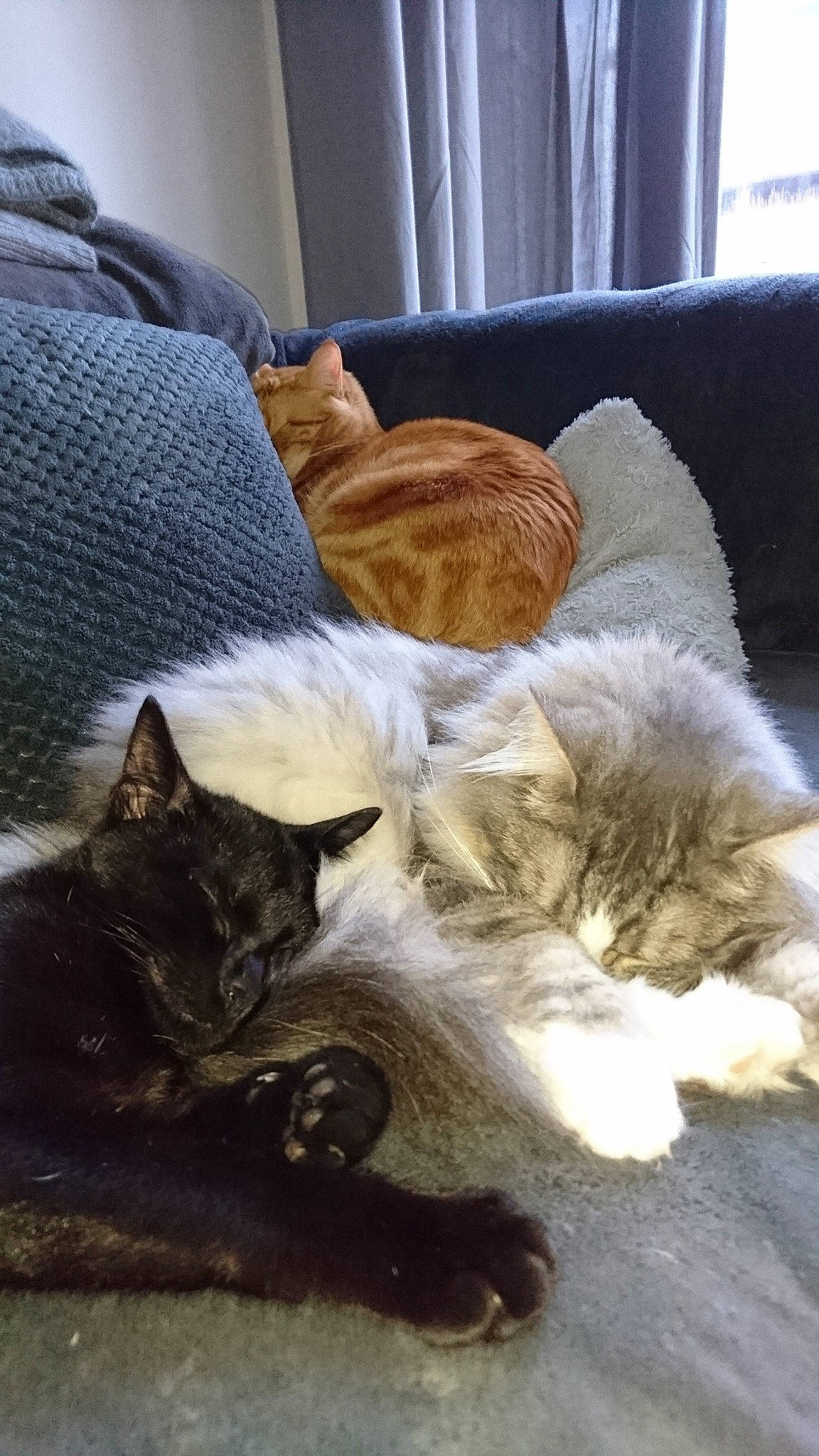 Soda a rejoint le concours — aidez-le/la à gagner de superbes lots ! asian, carnivore, cat, comfort, domestic_short_haired_cat, european_shorthair, fawn, felidae, fur, kitten, nap, polydactyl_cat, sleep, small_to_medium_sized_cats, tail, whiskers