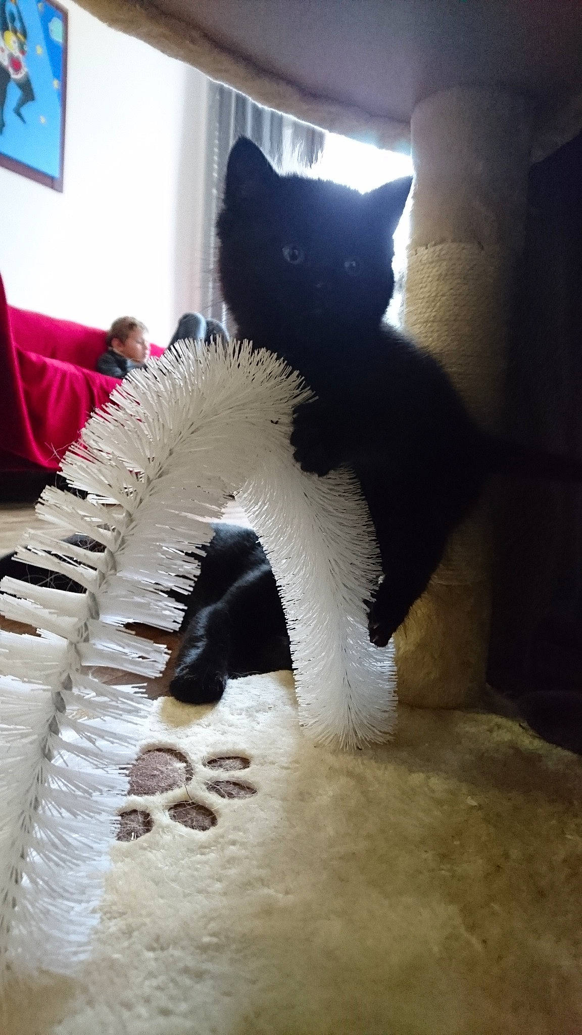 Oups participe au concours pour gagner de l'argent avec cette photo : cat, felidae, fur, jaw, room, small_to_medium_sized_cats, tail