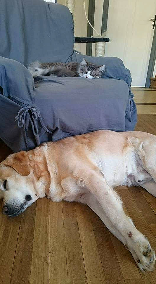 Athos a rejoint le concours — aidez-le/la à gagner de superbes lots ! canidae, carnivore, companion_dog, dog, dog_breed, fawn, floor, flooring, fur, golden_retriever, labrador_retriever, mammal, nap, retriever, sporting_group