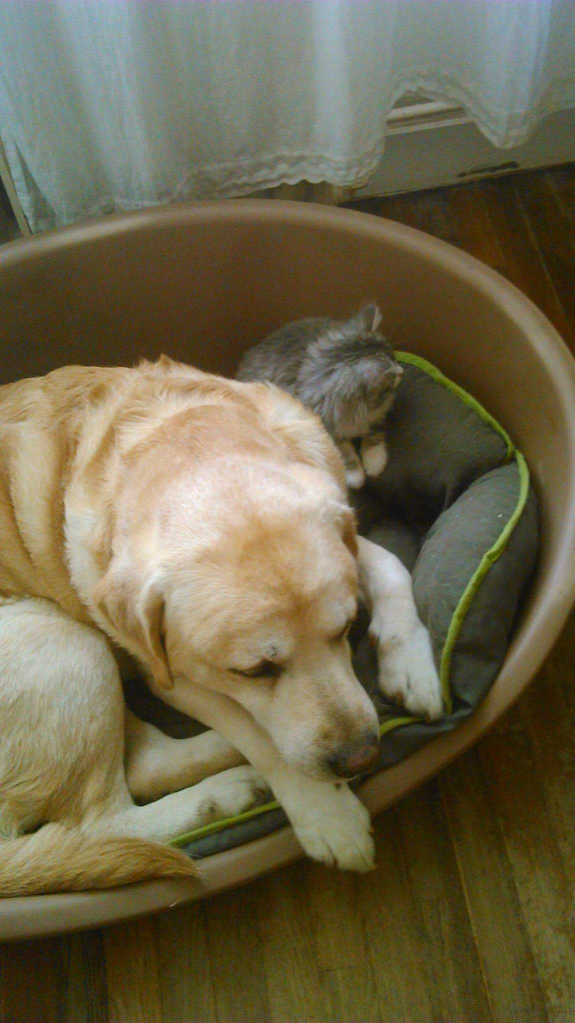 Athos participe au concours pour gagner de l'argent avec cette photo : canidae, carnivore, companion_dog, dog, dog_breed, fawn, labrador_retriever, puppy, retriever, sporting_group