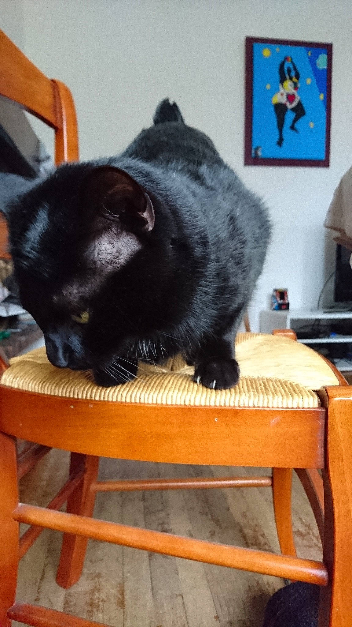 Nevers a rejoint le concours — aidez-le/la à gagner de superbes lots ! black, black_cat, bombay, british_shorthair, carnivore, cat, chartreux, domestic_short_haired_cat, felidae, korat, russian_blue, small_to_medium_sized_cats, whiskers