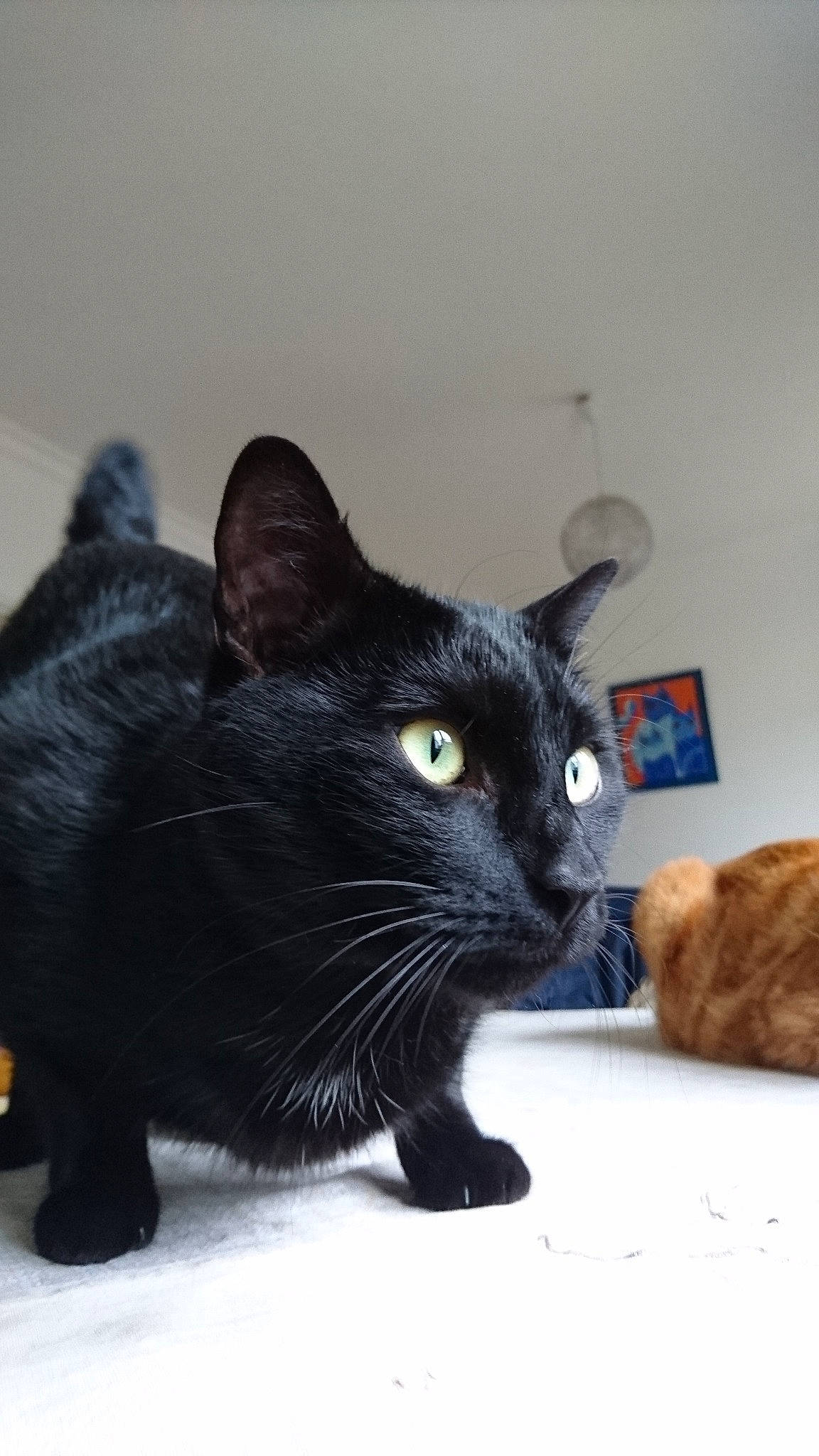 Nevers a rejoint le concours — aidez-le/la à gagner de superbes lots ! asian, black, black_cat, bombay, carnivore, cat, claw, domestic_short_haired_cat, european_shorthair, felidae, fur, german_rex, kitten, mammal, paw, small_to_medium_sized_cats, snout, vertebrate, whiskers