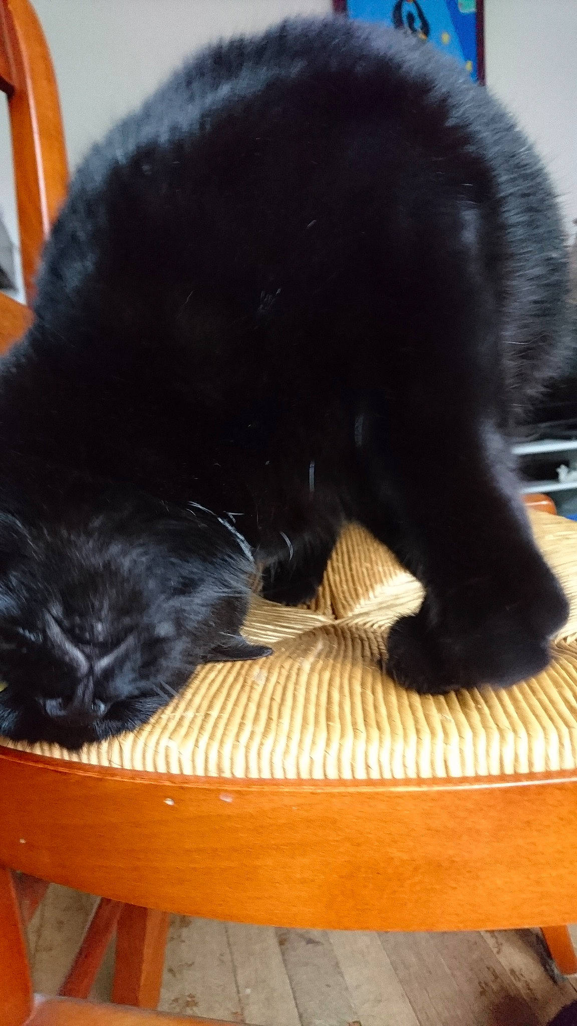 Nevers a rejoint le concours — aidez-le/la à gagner de superbes lots ! black, black_cat, bombay, carnivore, cat, claw, felidae, fur, small_to_medium_sized_cats, tail, whiskers