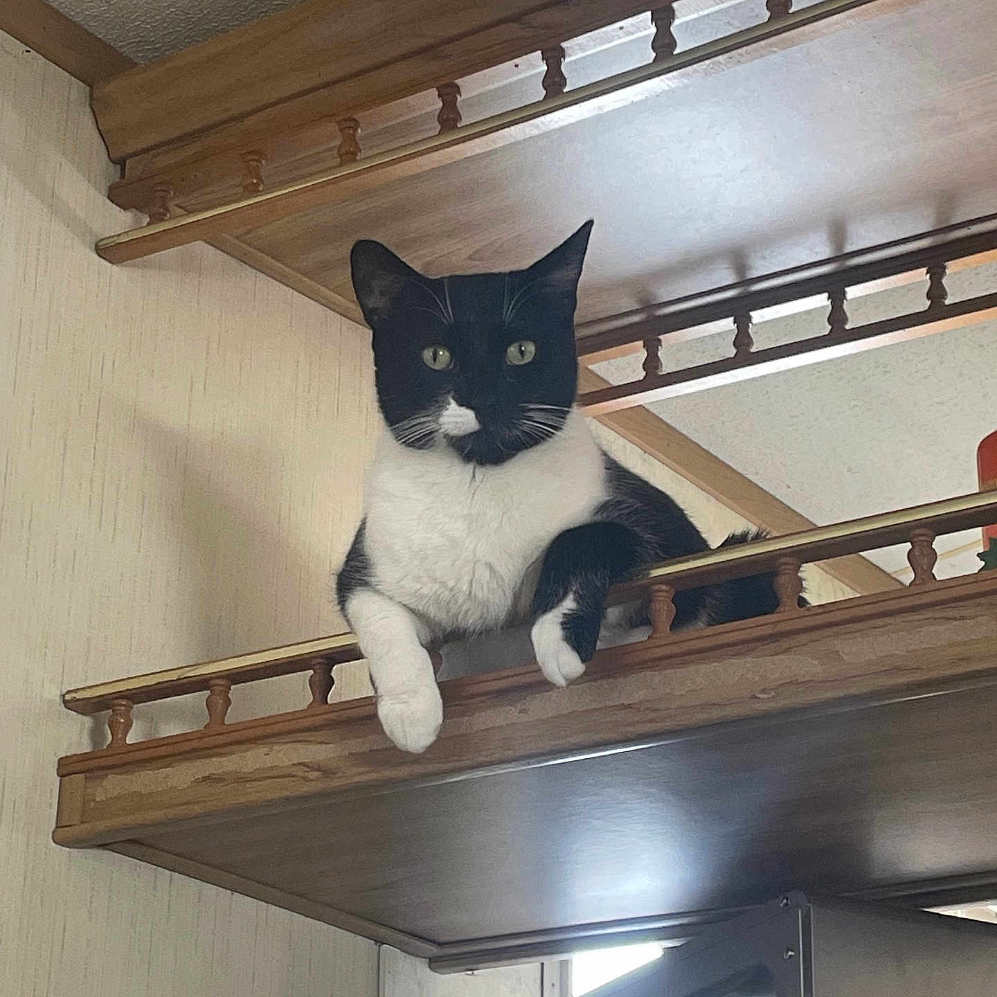 Oreo joined the competition — help win amazing prizes! animal, architecture, balcony, building, cat, closet, cupboard, furniture, handrail, hardwood, house, housing, indoors, interiordesign, pet, plywood, shelf, stainedwood, staircase, wood