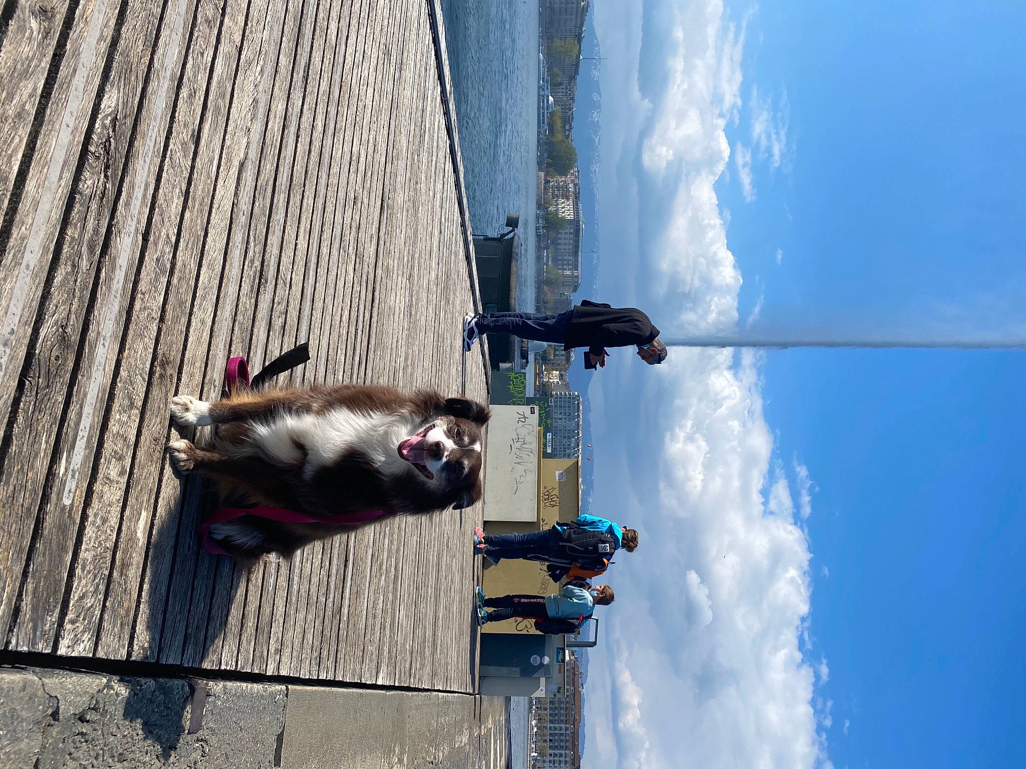 Yaya participe au concours pour gagner de l'argent avec cette photo : adventure, blue, building, carnivore, cloud, dog, electric_blue, electricity, extreme_sport, line, pedestrian, public_utility, recreation, reflection, shadow, sky, sporting_group, street_light, water, wood