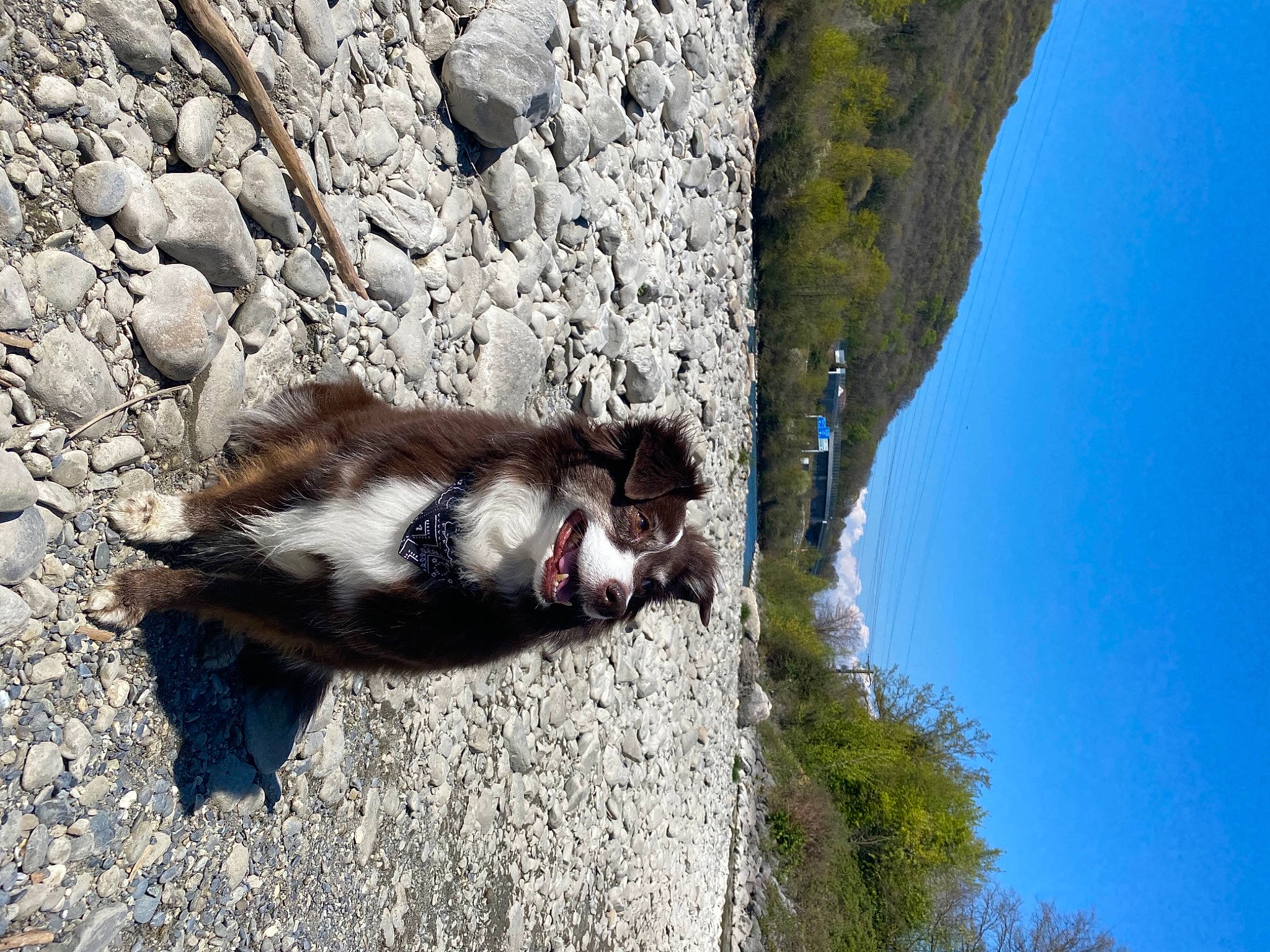 Yaya a rejoint le concours — aidez-le/la à gagner de superbes lots ! bedrock, canidae, carnivore, dog_breed, fur, livestock, mountain, plant, rock, sky, slope, snout, sporting_group, tail, terrestrial_animal, tree, trunk, whiskers, wildlife, wood