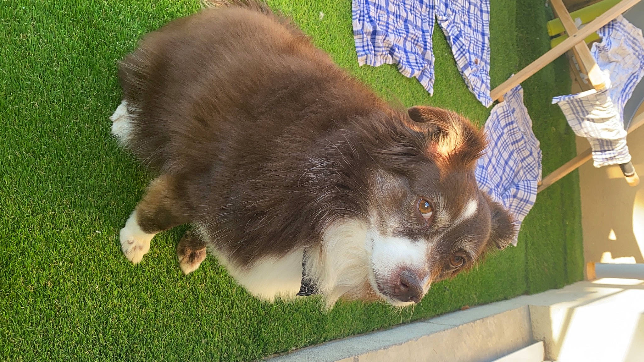 Yaya participe au concours pour gagner de l'argent avec cette photo : canidae, canis, carnivore, companion_dog, dog, dog_breed, fawn, fur, grass, herding_dog, liver, pet_supply, small_to_medium_sized_cats, snout, sporting_group, tail, terrestrial_animal, whiskers, working_animal, working_dog