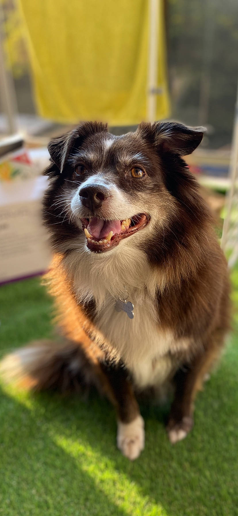 Yaya participe au concours pour gagner de l'argent avec cette photo : australian_collie, canidae, carnivore, collar, companion_dog, dog, dog_breed, dog_collar, fur, grass, herding_dog, leash, plant, snout, sporting_group, whiskers, working_animal, working_dog