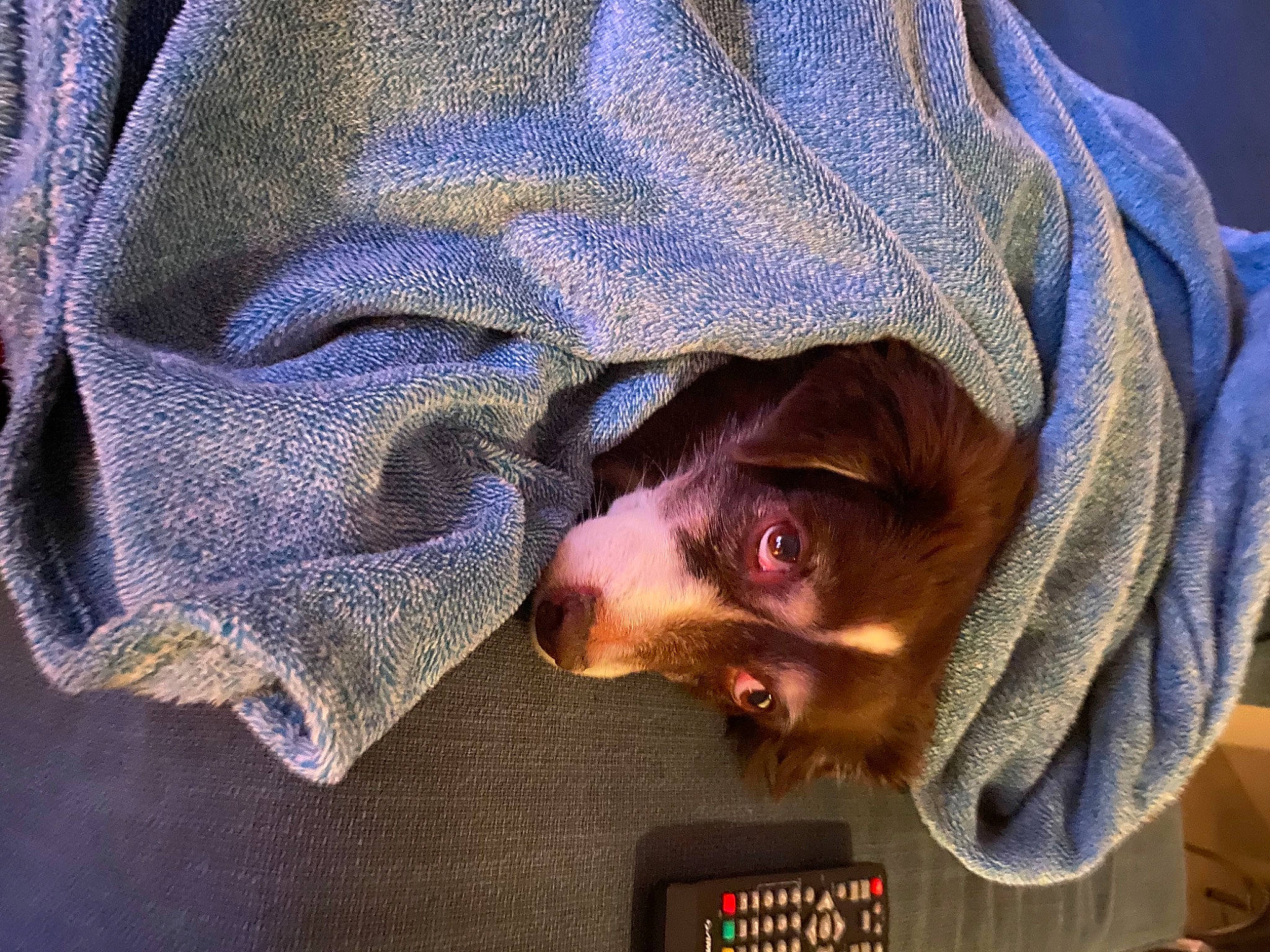 Yaya a rejoint le concours — aidez-le/la à gagner de superbes lots ! beard, canidae, carnivore, collar, comfort, denim, dog_breed, electric_blue, facial_hair, fashion_accessory, flesh, fur, headgear, mammal, sleeve, sporting_group, whiskers, wrinkle