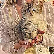 Specter Boone joined the competition — help win amazing prizes! kitten, cat, pet, animal, furry, cute, hands, person, nails, colorful_nails, holding, white_shirt, indoor, portrait, domestic_animal, feline, young_cat, close_up, soft_fur, adorable