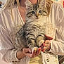 kitten, cat, pet, animal, furry, cute, hands, person, nails, colorful_nails, holding, white_shirt, indoor, portrait, domestic_animal, feline, young_cat, close_up, soft_fur, adorable