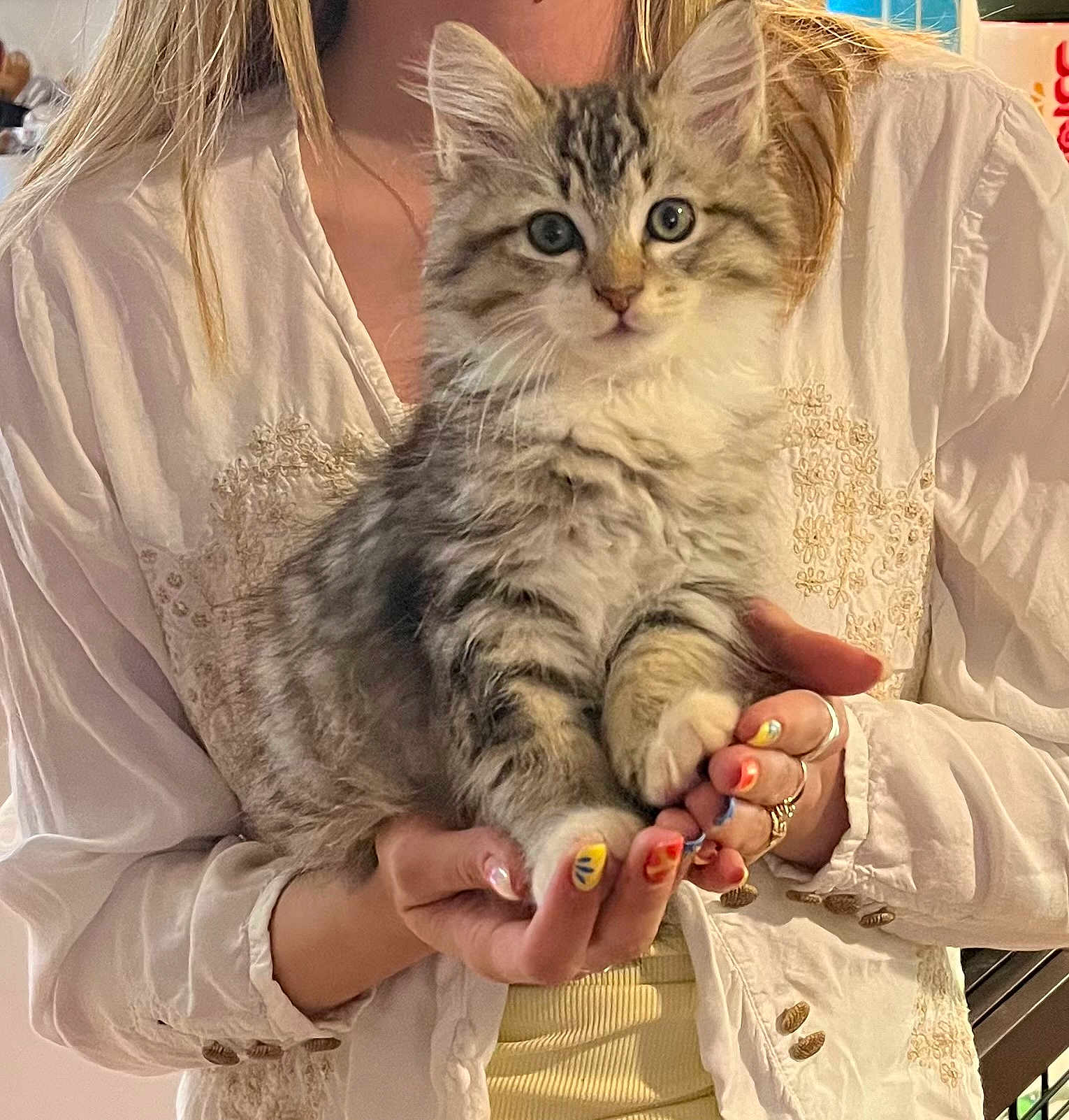 Specter Boone joined the competition — help win amazing prizes! kitten, cat, pet, animal, furry, cute, hands, person, nails, colorful_nails, holding, white_shirt, indoor, portrait, domestic_animal, feline, young_cat, close_up, soft_fur, adorable
