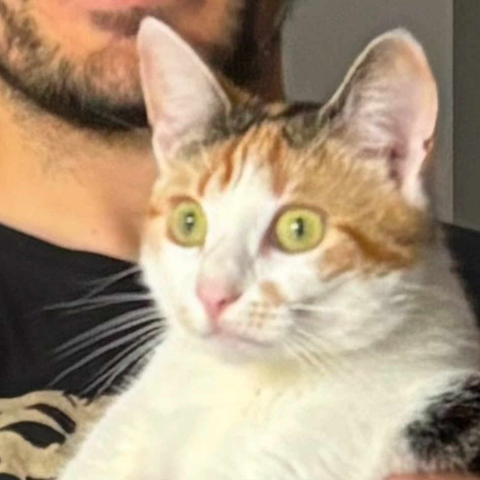 Fridouille participe au concours pour gagner de l'argent avec cette photo : cat, pet, animal, close_up, green_eyes, calico, whiskers, fur, person, holding, indoor, portrait, cute, alert, domestic_cat, face, expression, mammal, young_adult, human